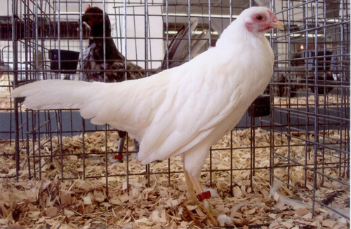 Yokohama 2 - chicken Breeds | ქათმის ჯიშები | qatmis jishebi