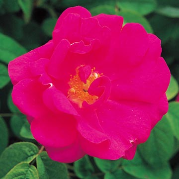 R. Officinalis - Rose Varieties | VARDI | ვარდი                                                                                                                