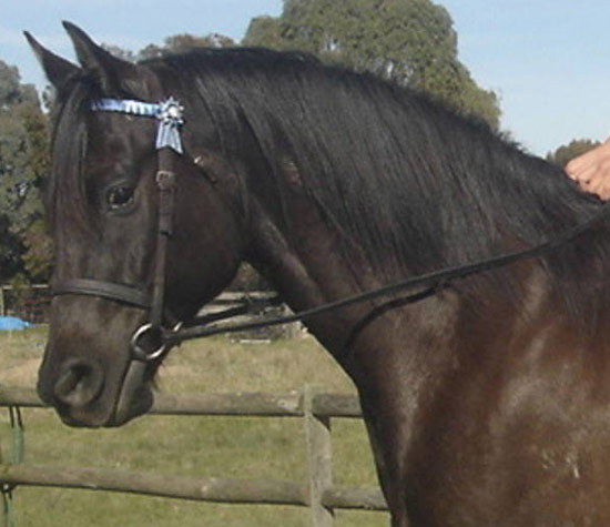 Anglo-Arabian Horse - horse Breeds | ცხენის ჯიშები| cxenis jishebi
