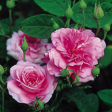 Ispahan - Rose Varieties | VARDI | ვარდი                                                                                                                