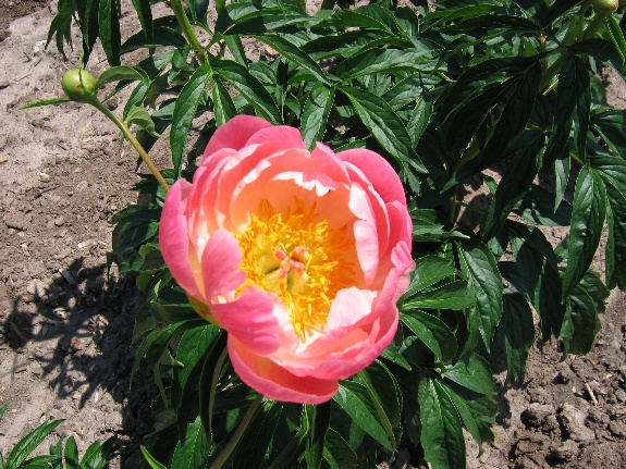 Abalone Pearl -                                                                                                                 Peonies species| PIONI | პიონი