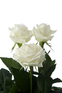 Icebreaker - Rose Varieties | VARDI | ვარდი                                                                                                                
