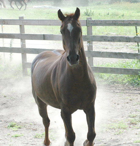 American Mustang - horse Breeds | ცხენის ჯიშები| cxenis jishebi