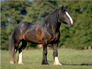 Clydesdale - horse Breeds | ცხენის ჯიშები| cxenis jishebi