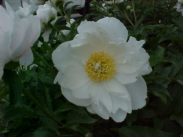Aerie -                                                                                                                 Peonies species| PIONI | პიონი