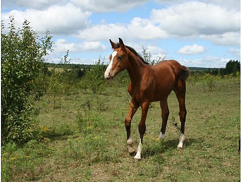 Einsiedler 3 - horse Breeds | ცხენის ჯიშები| cxenis jishebi