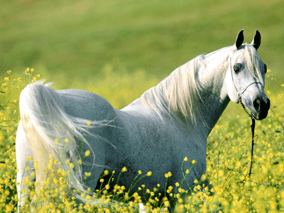 Danish Warmblood - horse Breeds | ცხენის ჯიშები| cxenis jishebi