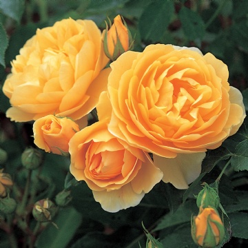 Graham Thomas - Rose Varieties | VARDI | ვარდი                                                                                                                