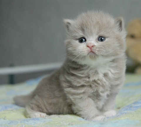 British Longhair 4 - cat Breeds | კატის ჯიშები | katis jishebi