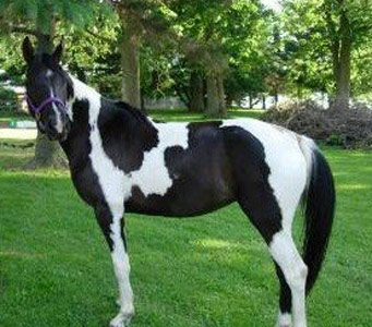 Abstang Horse - horse Breeds | ცხენის ჯიშები| cxenis jishebi