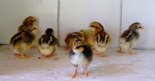 Dorking 1 - chicken Breeds | ქათმის ჯიშები | qatmis jishebi
