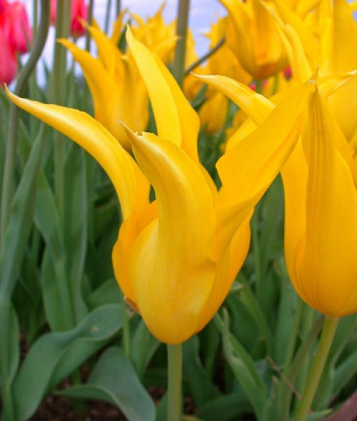 West Point -                                                         Species Tulip| TITA | ტიტა                                                        