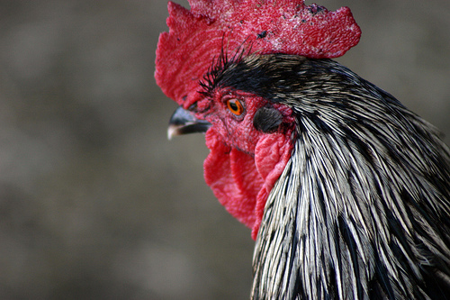 Java 3 - chicken Breeds | ქათმის ჯიშები | qatmis jishebi