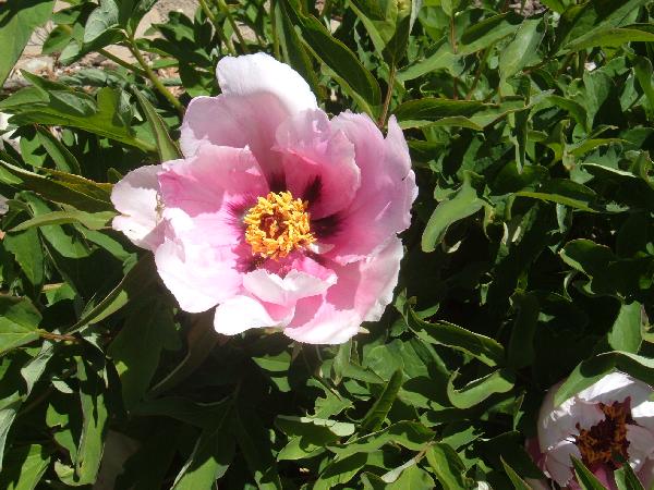 Fen He -                                                                                                                 Peonies species| PIONI | პიონი