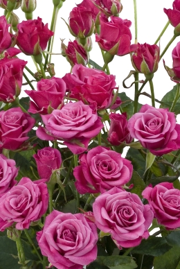 Glorious - Rose Varieties | VARDI | ვარდი                                                                                                                