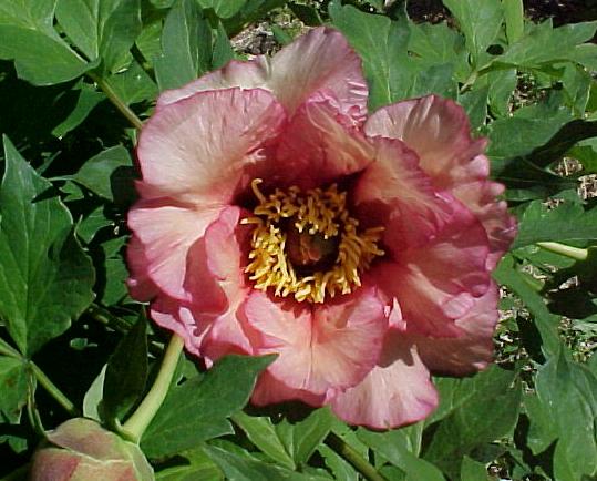 Ariadne -                                                                                                                 Peonies species| PIONI | პიონი