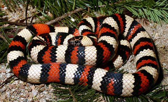      A Guide to the Amphibians   and Reptiles of California	  Lampropeltis zonata multifasciata - Coast Mountain Kingsnake - snake species | gveli | გველი