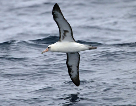 Craveri's Murrelet - Bird Species | Frinvelis jishebi | ფრინველის ჯიშები