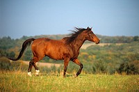 Karabakh 3 - horse Breeds | ცხენის ჯიშები| cxenis jishebi