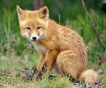 Kit Fox - fox species | melias jishebi | მელიას ჯიშები