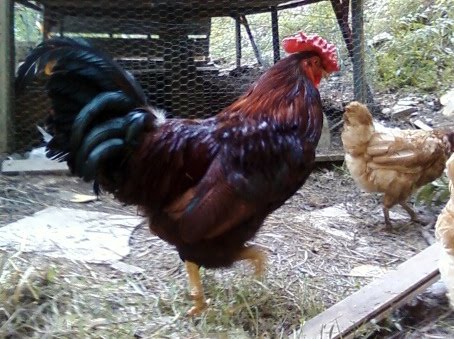 Redcap 3 - chicken Breeds | ქათმის ჯიშები | qatmis jishebi