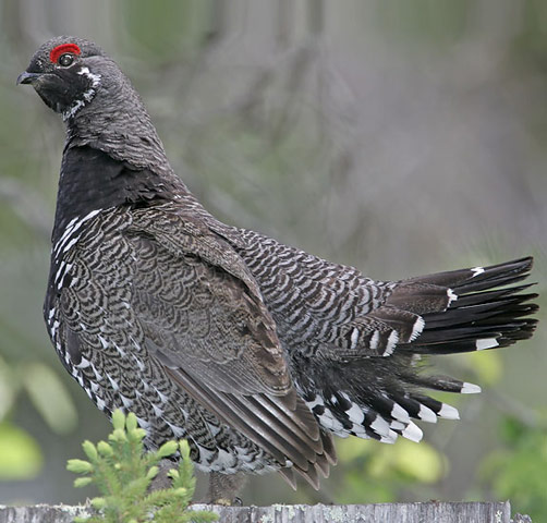 Spruce Grouse - Bird Species | Frinvelis jishebi | ფრინველის ჯიშები