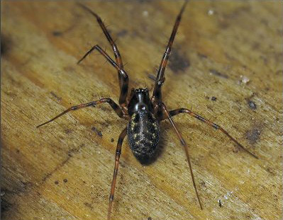 Money Spider - Spider species | OBOBAS JISHEBI | ობობას ჯიშები