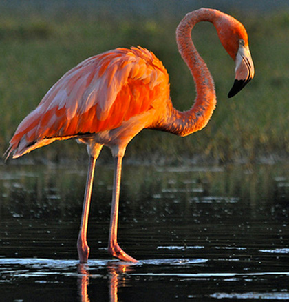 American Flamingo - Bird Species | Frinvelis jishebi | ფრინველის ჯიშები