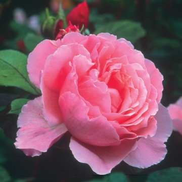 Brother Cadfael  - Rose Varieties | VARDI | ვარდი                                                                                                                
