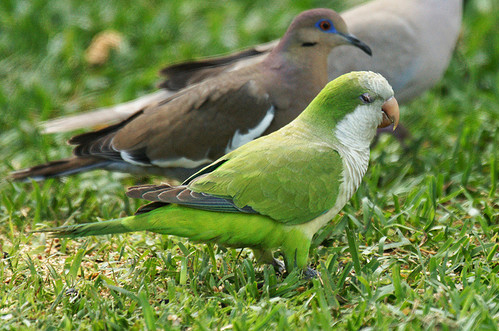 White-winged Parakeet - Bird Species | Frinvelis jishebi | ფრინველის ჯიშები