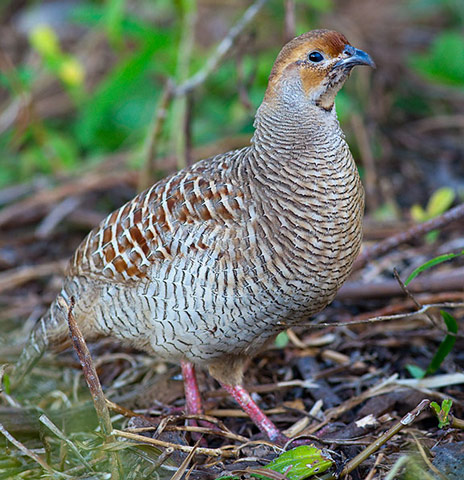 Gray Francolin - Bird Species | Frinvelis jishebi | ფრინველის ჯიშები