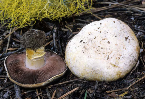 Agaricus albolutescens - Fungi species | sokos jishebi | სოკოს ჯიშები