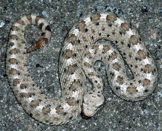 Crotalus cerastes cerastes - Mohave Desert Sidewinder - snake species | gveli | გველი