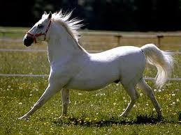 Lipizzaner - horse Breeds | ცხენის ჯიშები| cxenis jishebi