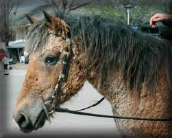 Bashkir Curly - horse Breeds | ცხენის ჯიშები| cxenis jishebi