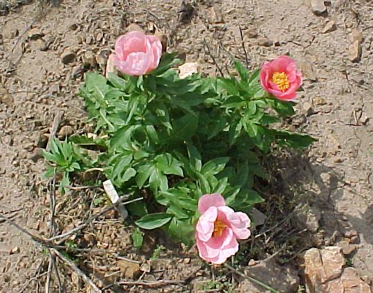 Astarte -                                                                                                                 Peonies species| PIONI | პიონი