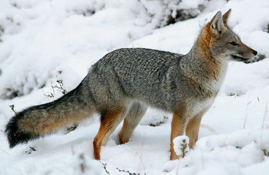 South American Grey Fox - fox species | melias jishebi | მელიას ჯიშები