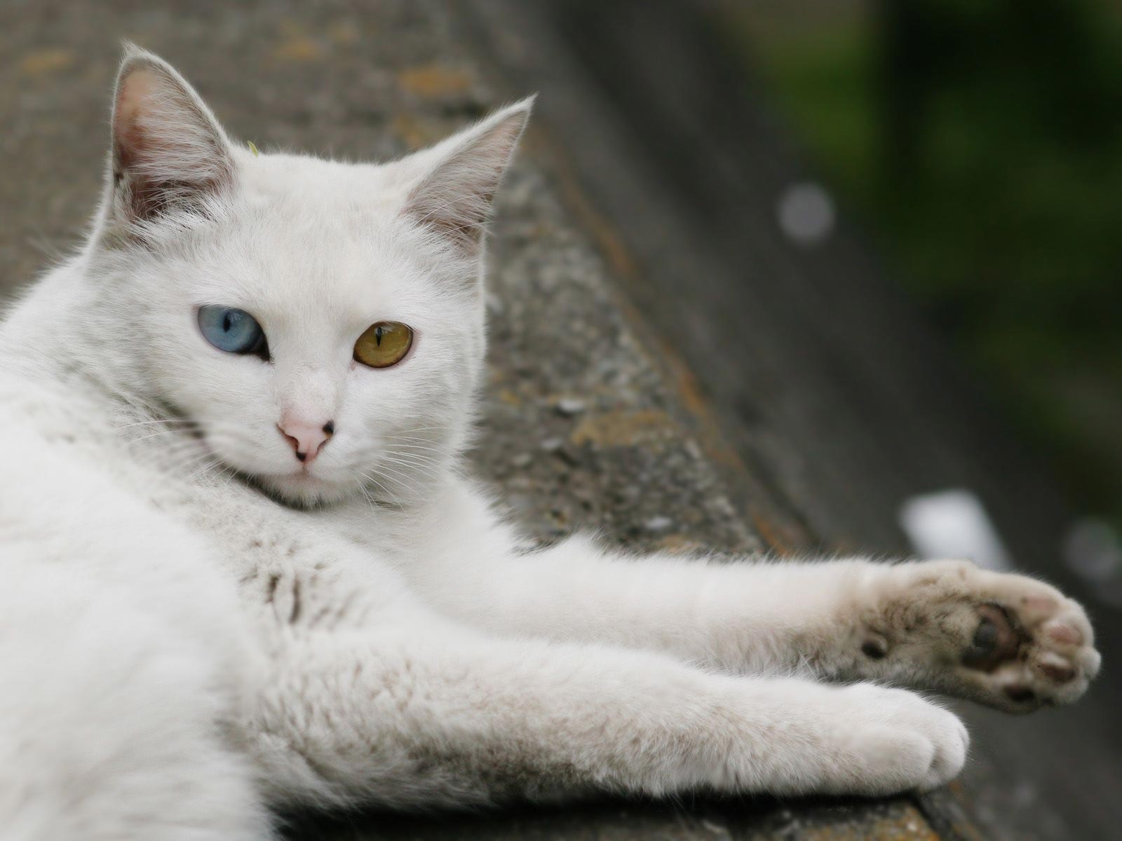 Turkish Angora 3 - cat Breeds | კატის ჯიშები | katis jishebi