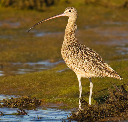 Long-billed Curlew - Bird Species | Frinvelis jishebi | ფრინველის ჯიშები