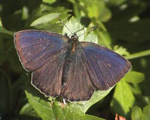Purple Hairstreak - Butterfly species | PEPLIS JISHEBI | პეპლის ჯიშები