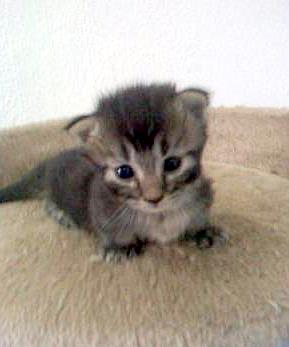 Munchkin 1 - cat Breeds | კატის ჯიშები | katis jishebi