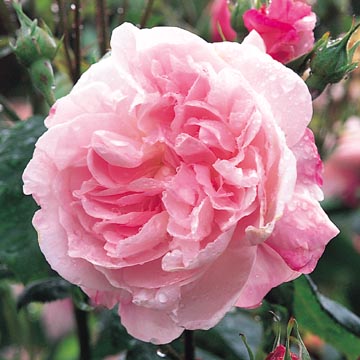 Fantin-Latour - Rose Varieties | VARDI | ვარდი                                                                                                                