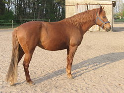 Barb - horse Breeds | ცხენის ჯიშები| cxenis jishebi