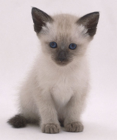 Applehead Siamese 3 - cat Breeds | კატის ჯიშები | katis jishebi