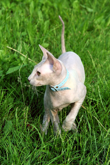 Sphynx 2 - cat Breeds | კატის ჯიშები | katis jishebi