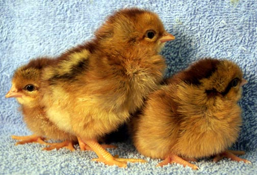 Welsummer 1 - chicken Breeds | ქათმის ჯიშები | qatmis jishebi