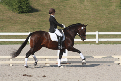 Danish Warmblood 2 - horse Breeds | ცხენის ჯიშები| cxenis jishebi