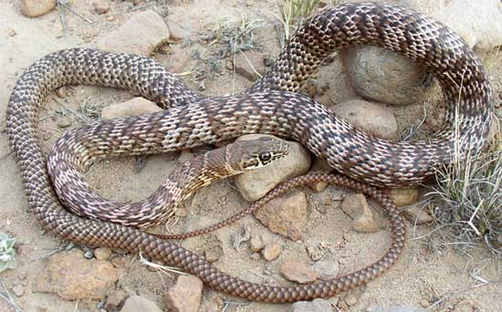  COACHWHIP  Coluber flagellum - snake species | gveli | გველი