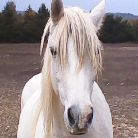 American Spotted Paso - horse Breeds | ცხენის ჯიშები| cxenis jishebi