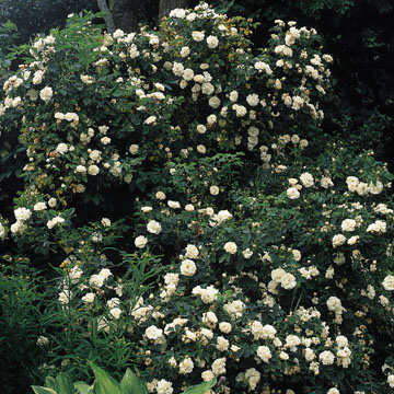 Alba Maxima - Rose Varieties | VARDI | ვარდი                                                                                                                